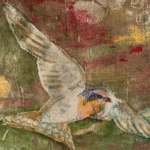 Kokako 43