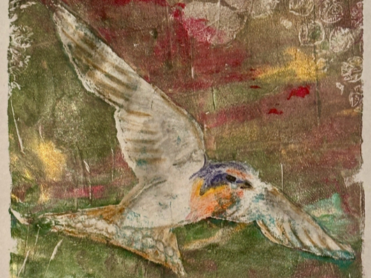Kokako 43