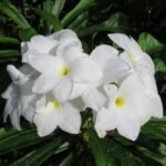 Grenada Frangipani