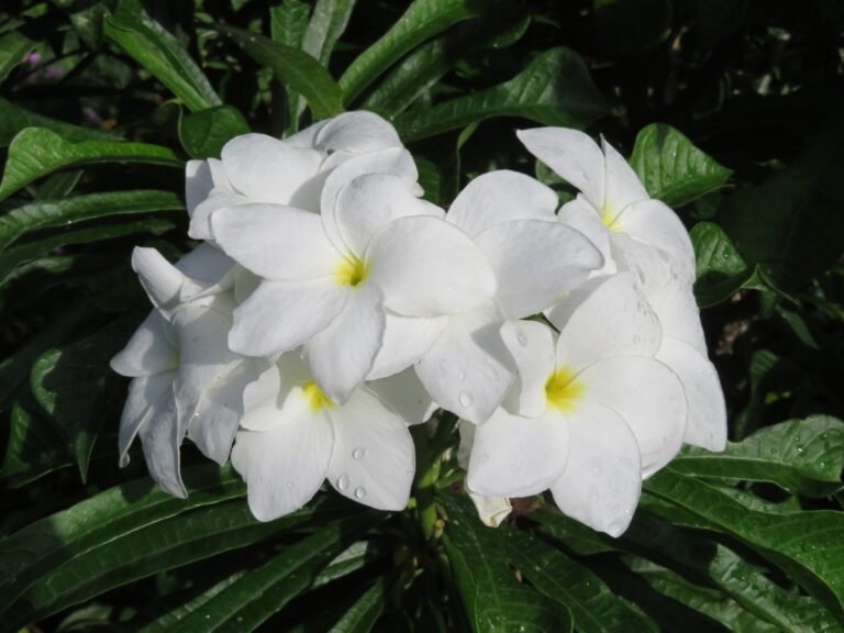 Grenada Frangipani