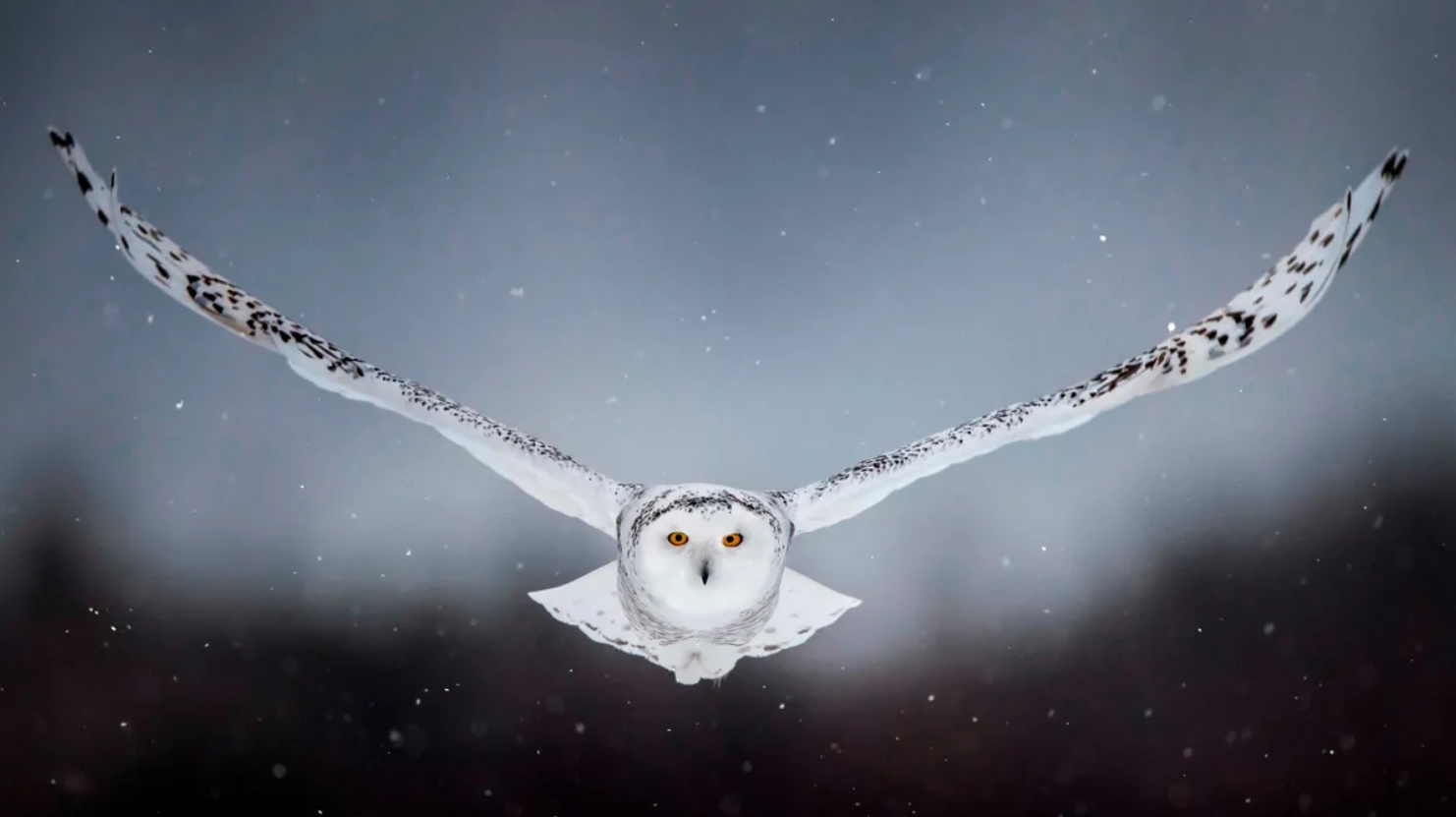 Soundlessly White Owl – Leon Tefft